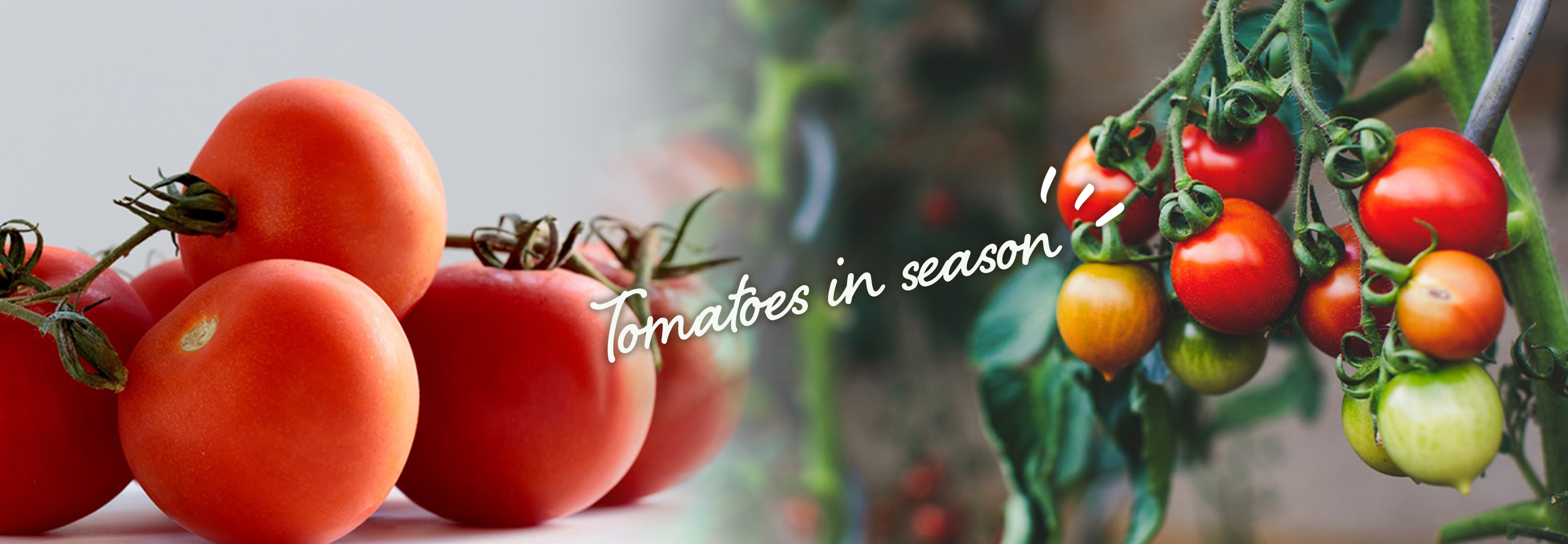 食べ頃のトマト